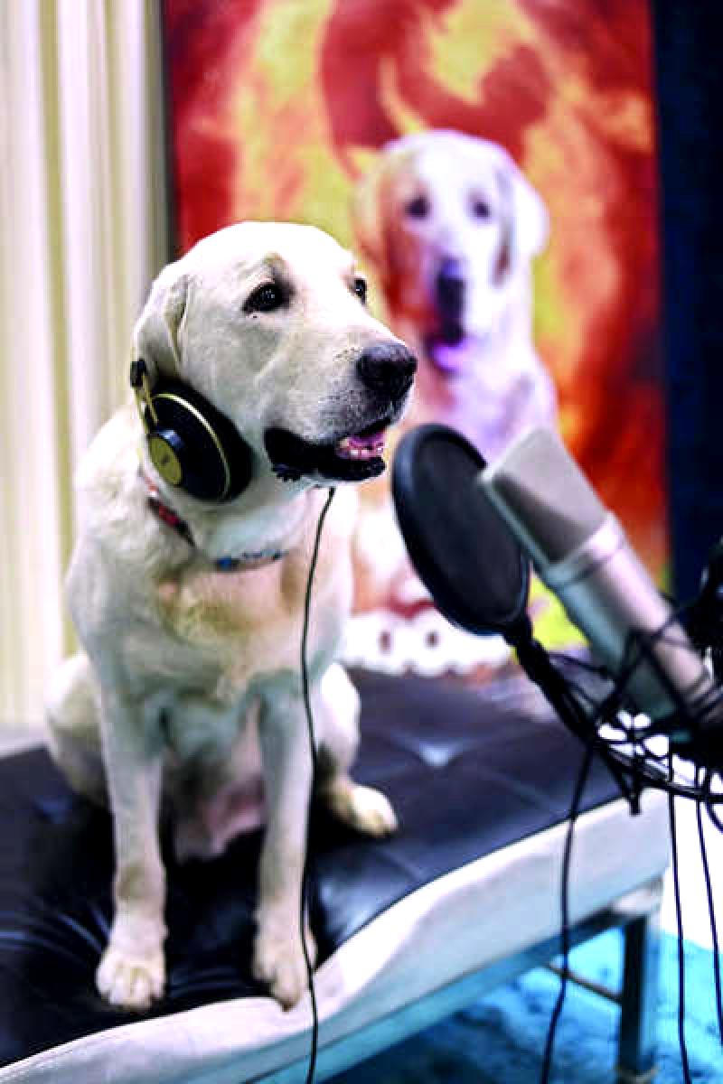 A Labrador lends its voice for a movie in a groundbreaking moment for Kannada cinema