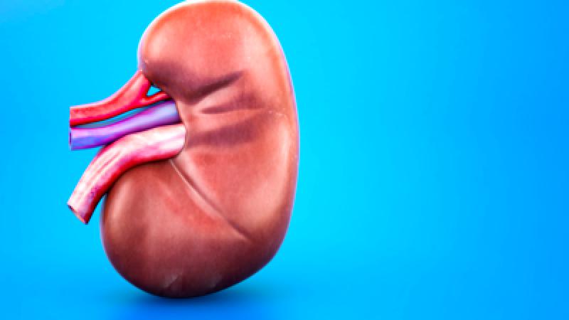 Debunking 8 common myths: The survival timeline with one kidney
