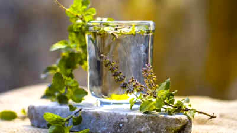 Benefits of Starting Your Day with Tulsi Water on an Empty Stomach: 7 Compelling Reasons